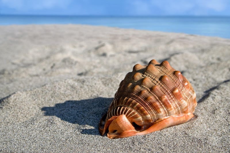 Seashell decor