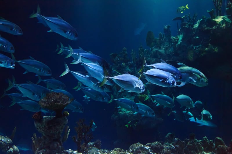 Ocean-inspired color palette